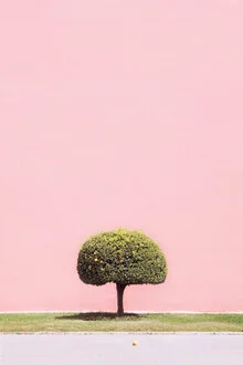 Photo art by Rupert Höller: orange tree in soft colors against green grass