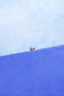 Rupert Höller, Spy Cat (Morocco, Africa)