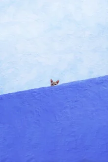 Neugierige Katze in blauen Farben, die an einer Wand in Marokko sitzt.