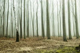 Photo art by Susanne Krauss: fog envelops the ghost forest in Nienhagen