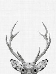 Vivid Atelier, Deer