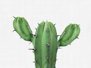 Photo art by Vivid Atelier: close-up of a cactus in soft colors