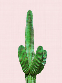 Vivid Atelier, Cactus 4