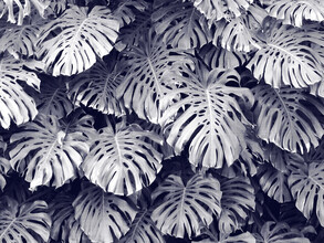 Vivid Atelier, Tropical 3