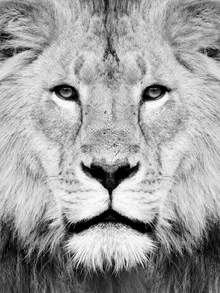 Photography of a majestic lion in its natural environment.