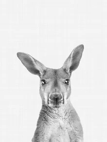 Schwarz-weiß Fotokunst eines Kängurus in ruhiger Pose