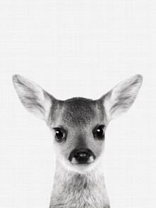 Vivid Atelier, Fawn