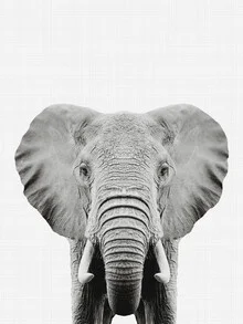 Photo art by Vivid Atelier: black and white elephant portrait in a calm mood