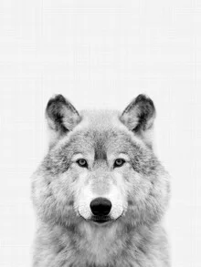 Black and white photo of a wolf with a calm aura and gentle contours.