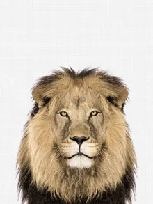Photo art of a lion in soft light, resting peacefully in nature.