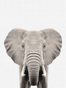 Vivid Atelier, Elephant