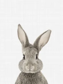 Rabbit - Fineart photography by Vivid Atelier