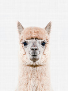 Vivid Atelier, Alpaca - Großbritannien, Europa)