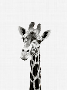 Vivid Atelier, Giraffe (Black and White)