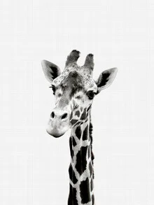 Black and white photo art: elegant giraffe with a soft background