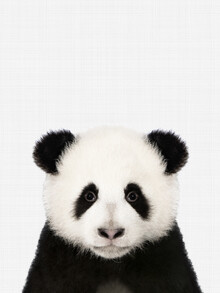 Vivid Atelier, Panda