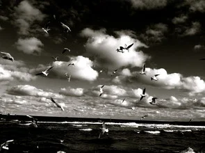 Black birds flying across a clear sky, conveying a calm atmosphere.