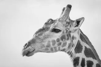 Portrait of a giraffe in Namibia, looking friendly and curious.