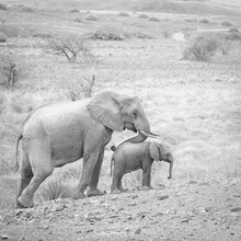 Dennis Wehrmann, Elefantenmutter mit Baby - Namibia, Afrika)