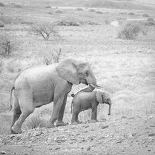 Photo art by Dennis Wehrmann: elephant mother with her baby in nature