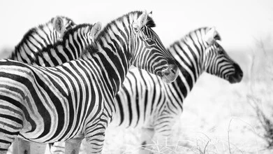 Photo art by Dennis Wehrmann: zebra on the Etosha Pan in Namibia