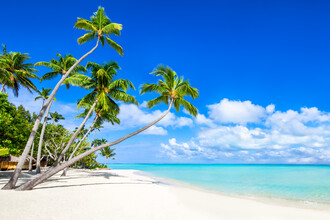 Jan Becke, Palmenstrand auf Bora Bora - Französisch-Polynesien, Australien und Ozeanien)