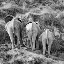 Photo art by Dennis Wehrmann: elephant with a calm presence in Namibia's nature