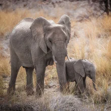 Photo art by Dennis Wehrmann: mother elephant with her baby in Namibia