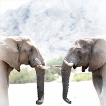 Photo art by Dennis Wehrmann: two elephant bulls in a calm conversation