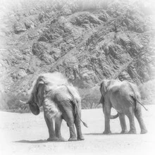 Desert elephants in Hoanib riverbed, soft colors and calm atmosphere.