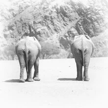 Desert elephants in the Hoanib riverbed in Namibia, observing wildlife in a natural setting.