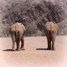 Desert elephants in the Hoanib riverbed, peacefully moving through nature.