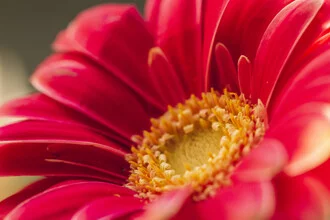 Close-up of a Gerbera flower, soft colors and a calm mood.
