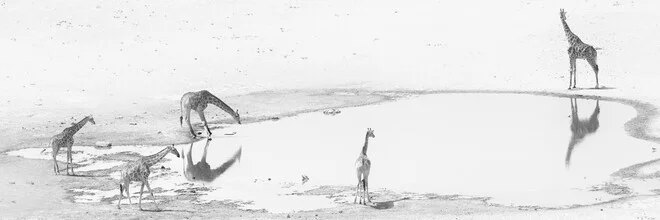 Giraffes at a waterhole in Etosha National Park, a calm moment in wildlife observation.