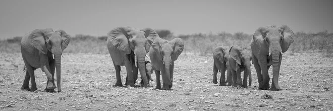 Photographic depiction of an elephant family in Etosha National Park, Namibia.