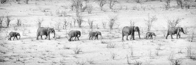 Photo art: An elephant parade in the African savannah, soft colors and a peaceful mood.