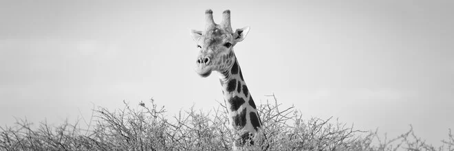 Portrait of a giraffe in Namibia, soft colors and calm expression.