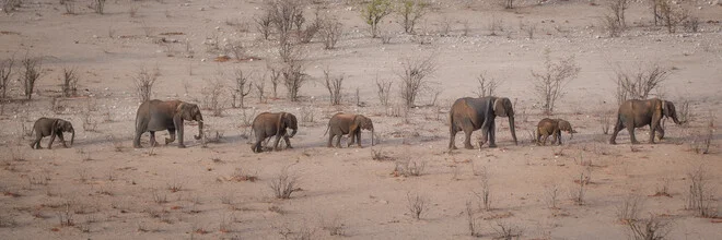 Fotokunst von Dennis Wehrmann: Elefantenparade im Etosha Nationalpark in Namibia