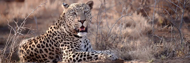 Photo art of a leopard in the Namibian wilderness, relaxed and alert.