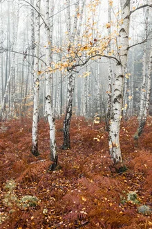 Birkenwald - fotokunst von Holger Nimtz