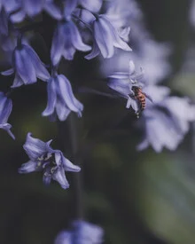 Photo art by Ashley Groom: close-up of blooming plants in spring