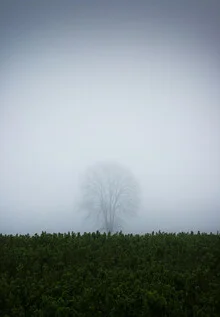 Photo art by Manuela Deigert: serene winter landscape with gentle fog