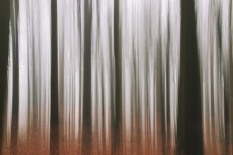 Nadja Jacke, Forest abstract (Germany, Europe)