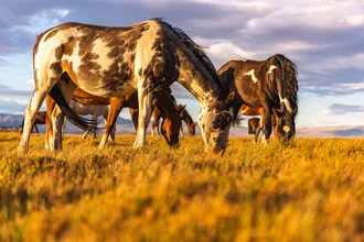 Fotokunst von Christian Köster: Wildpferde grasen in der Weite Patagoniens.