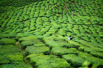 Christian Köster, Love in the Cameron Highlands (Malaysia, Asia)