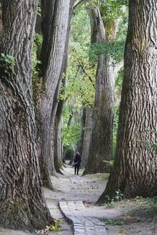 Sanfte Allee in Regensburg, umgeben von hohen Bäumen und einer ruhigen Atmosphäre.
