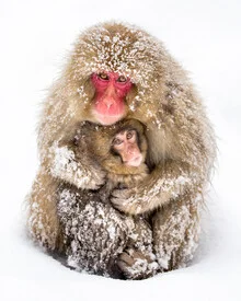 Japanese Snow Monkeys - Fineart photography by Jan Becke