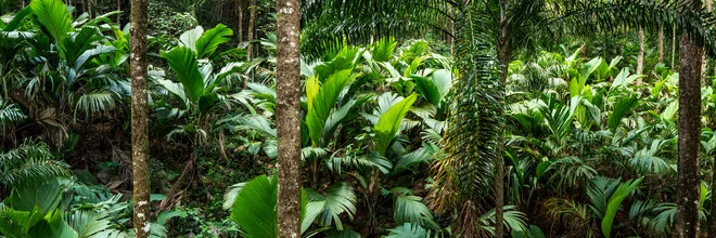 Fotokunst von Jan Becke: üppiger tropischer Regenwald mit grünem Laub
