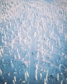 Luftaufnahme von André Alexander: schneebedeckte Wälder in Lappland, Finnland.