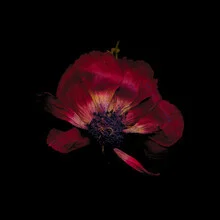 Beautiful photo art by Ramona Reimann featuring an anemone in soft red hues.